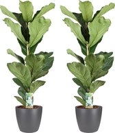 Kamerplanten van Botanicly – 2 × Vioolplant  incl. sierpot antraciet als set – Hoogte: 65 cm – Ficus Lyrata