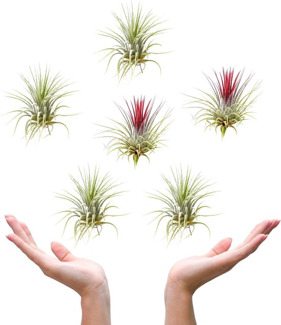 Plantasy | Tillandsia luchtplant Ionantha rood en groen | 6 stuks | ø 6 cm | Must-have air plant | Weinig verzorging | Vers uit eigen familie kwekerij