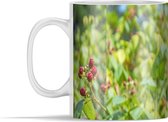 Mok - Struik - Framboos - Struiken - 350 ml - Beker