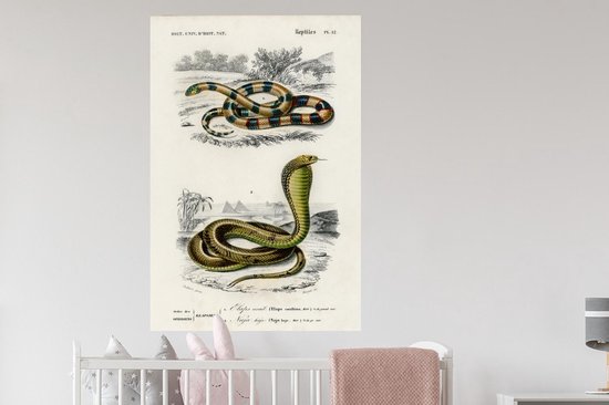 Stickers muraux - Serpent - Vintage - Reptiles - 80x120 cm - Film Adhésif