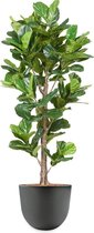 HTT - Kunstplant Ficus Lyrata in Eggy antraciet H200