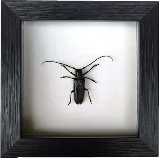 Apeirom Opgezette Longhorn Beetle - decoratief - in 3D lijst - 16 cm x 16 cm - zwarte lijst