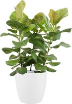 Hellogreen Kamerplant - Ficus benghalensis - Sunshine - 100 cm - ELHO sierpot Wit