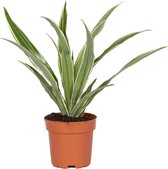 Dracaena 'Wahnecki' | Drakenbloedboom - Kamerplant in kwekerspot ⌀12 cm - ↕30-40 cm