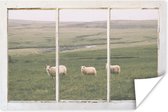 Poster Doorkijk - Schaap - Gras - 120x80 cm