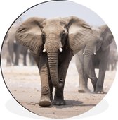 WallCircle - Wall Circle - Wall Circle - Éléphant - Pieds - Tissu - Aluminium - Dibond - 30x30 cm - Intérieur et Extérieur