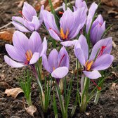 18x Krokus - Crocus Sativus - Paars - 18 bollen - Ø8cm