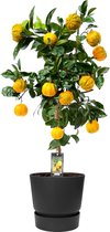 Fruitgewas van Botanicly – Citrus Canaliculata in zwart ELHO plastic pot als set – Hoogte: 85 cm