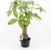 Kamerplant van Botanicly – Geldboom – Hoogte: 80 cm – Pachira aquatica