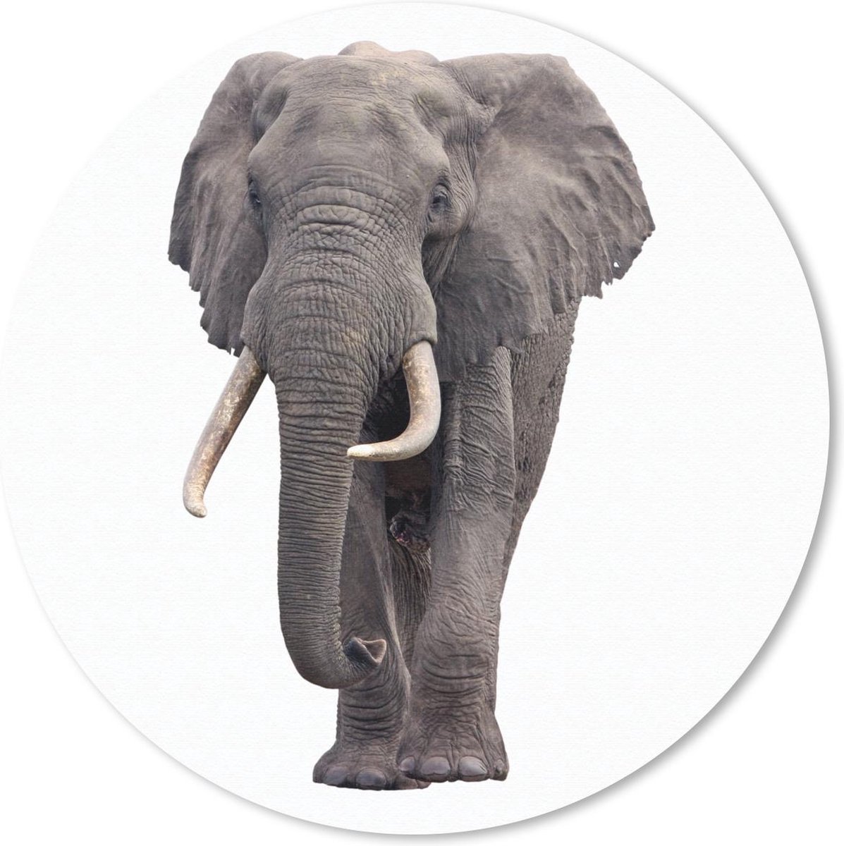 Muismat rond 20x20 cm - Mousepad Olifant - Afrika - Wit - Ronde muismatten