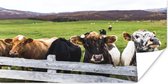 Affiche Animaux - Vache - Clôture - 160x80 cm