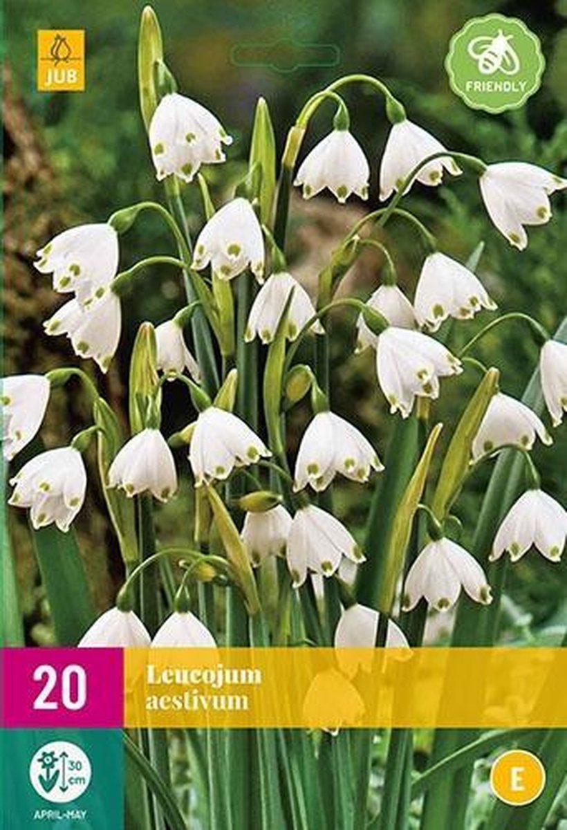 Jub Holland - bloembollen - Zomerklokje/Leucojum aestivum - maat 8/9 - 20 stuks