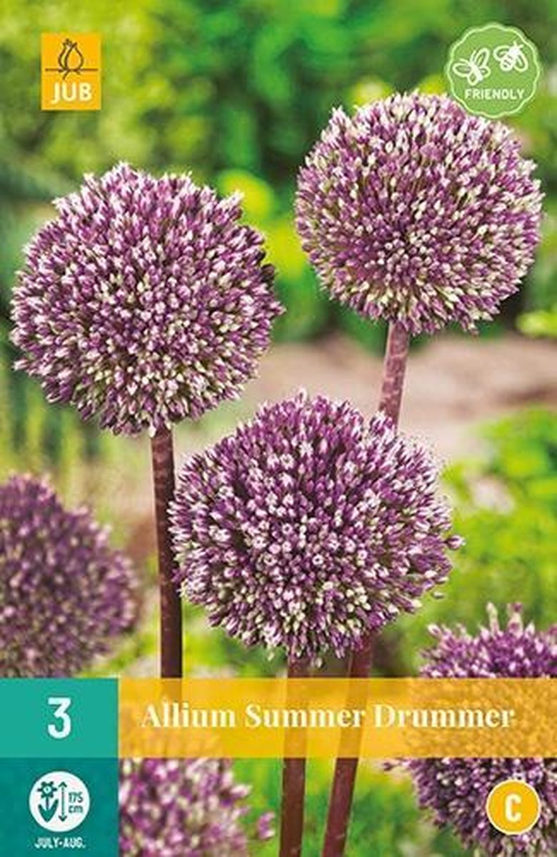 X 3 Allium Summer Drummer