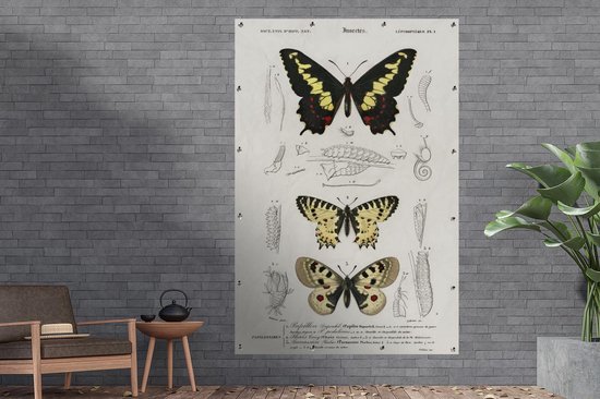 Décoration murale Papillon - Vintage - Insectes - 120x180 cm - Affiche de jardin - Toile de jardin