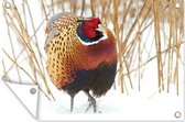 Muurdecoratie Vogel - Sneeuw - Fazant - 180x120 cm - Tuinposter - Tuindoek - Buitenposter