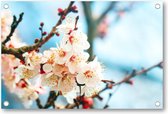 Abrikozenboom met prachtig gekleurde bloemen - Tuinposter 200x100 - Wanddecoratie - Natuur - Bloemen