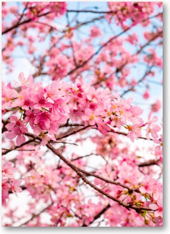 Roze Bloesem met een Blauwe Lucht - 50x70 Forex Staand - Besteposter - Landschap - Natuur - Bloemen
