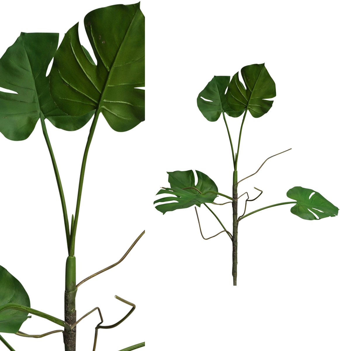PTMD leaves plant groen philo blad plant tak Blauw