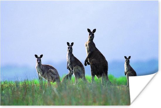 Kangoeroefamilie Poster 90x60 cm - Foto print op Poster (wanddecoratie woonkamer / slaapkamer) / Wilde dieren Poster
