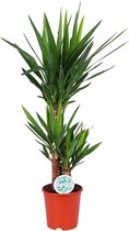 Kamerplant van Botanicly – Palmlelie – Hoogte: 75 cm – Yucca
