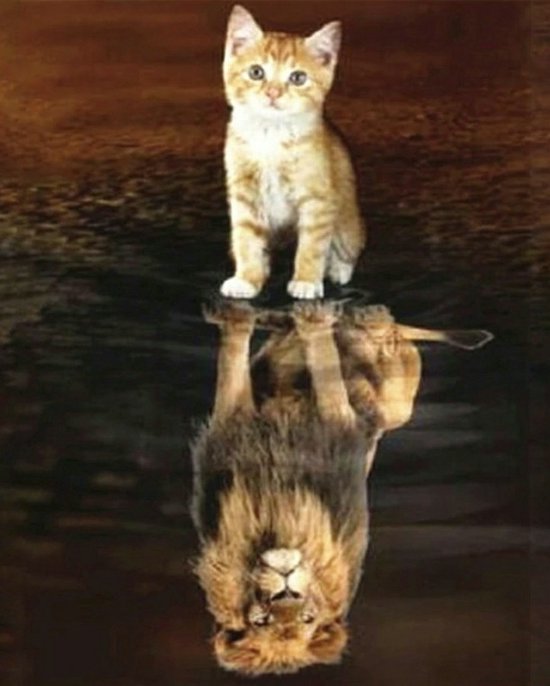 Peinture au diamant Tomcat avec image miroir lion 40x50cm. (Couverture  complète -... | bol.com