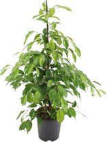 Kamerplant van Botanicly – Treurvijg – Hoogte: 105 cm – Ficus benjamina Exotica