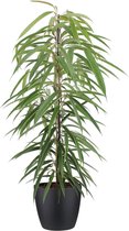 Kamerplant van Botanicly – Langbladige vijgenboom incl. sierpot zwart als set – Hoogte: 105 cm – Ficus binnendijkii Alii
