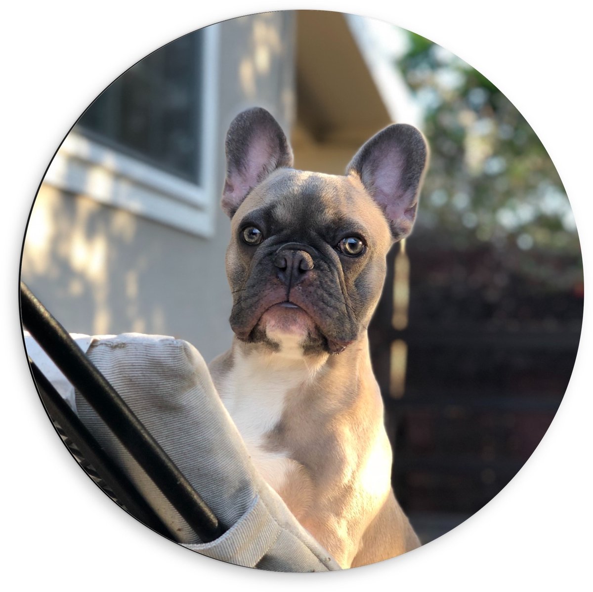 Dibond Wandcirkel - Klein Hondje op Tuinstoel - 60x60cm Foto op Aluminium Wandcirkel (met ophangsysteem)