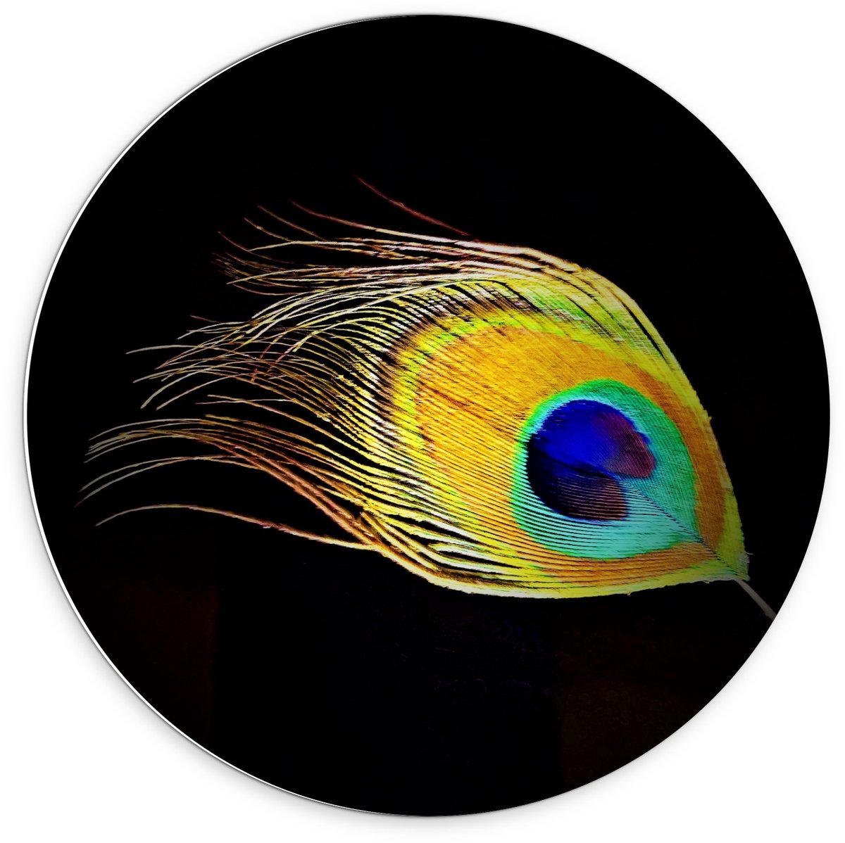 KuijsFotoprint Schilderij - Veer Pauw Zwarte Achtergrond - Zwart, Groen En Blauw - 70 X 70 Cm
