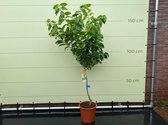 Citroenboom maat L 140 cm