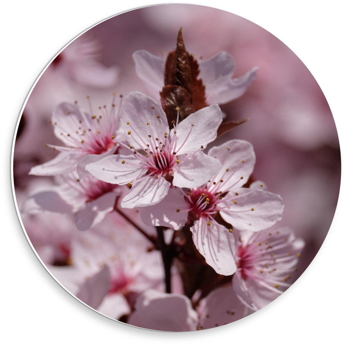 KuijsFotoprint Schilderij - Aan Takken - Bruin En Roze - 30 X 30 Cm