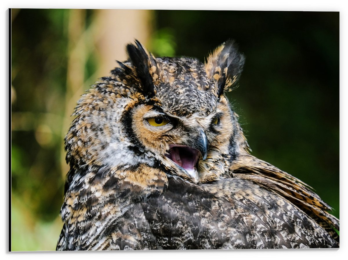 KuijsFotoprint Dibond - Hoofd van Uil met Groene Achtergrond - 40x30cm Foto op Aluminium (Wanddecoratie van metaal)