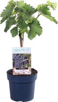 Fruitgewas van Botanicly – Wijnstok – Hoogte: 70 cm – Vitis vinifera Venus