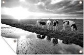 Tuindecoratie Koeien tijdens een zonsondergang - zwart wit - 60x40 cm - Tuinposter - Tuindoek - Buitenposter