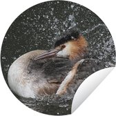 Tuincirkel Fuut - Water - Vogel - 60x60 cm - Ronde Tuinposter - Buiten