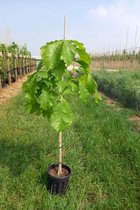 Jonge Japanse keizereikenboom | Quercus dentata | 80-100cm hoogte