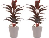 Kamerplanten 2x in design potten 2x - Winterharde plant - het hele jaar door mooi -lekker tropisch in huis - Cordyline Mambo Ø 12 cm – Hoogte 40 cm (waarvan +/- 30 cm plant en 10 cm pot)