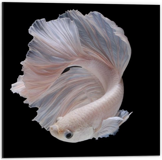 Dibond - Roze Vis met Grote Staart en Zwarte Achtergrond - 50x50cm Foto op Aluminium (Met Ophangsysteem)