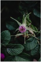 Poster Glanzend – Paarse Eucalyptus Planten met Donkergroene Bladeren - 40x60 cm Foto op Posterpapier met Glanzende Afwerking