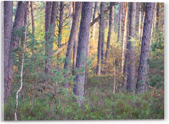 Acrylglas - Bomen in een Bos in Nederland - 40x30 cm Foto op Acrylglas (Met Ophangsysteem)