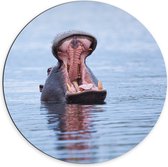 WallClassics - Dibond Muurcirkel - Nijlpaard in het Water - 70x70 cm Foto op Aluminium Muurcirkel (met ophangsysteem)