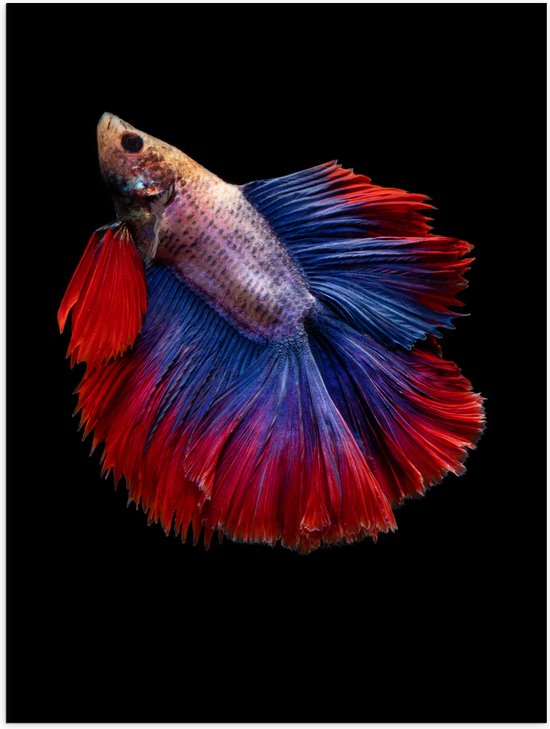 Poster (Mat) - Rood met Blauwe Kempvis bij Zwarte Achtergrond - 30x40 cm Foto op Posterpapier met een Matte look