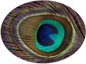 Dibond Ovaal - Kleurrijke Pauwen Veer van Dichtbij - 68x51 cm Foto op Ovaal (Met Ophangsysteem)