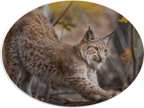 PVC Schuimplaat Ovaal - Strekkende Lynx tussen de Gele Bloemetjes - 40x30 cm Foto op Ovaal (Met Ophangsysteem)