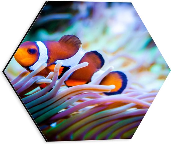 WallClassics - Dibond Hexagon - Clownvis in een Aquarium - 30x26.1 cm Foto op Hexagon (Met Ophangsysteem)