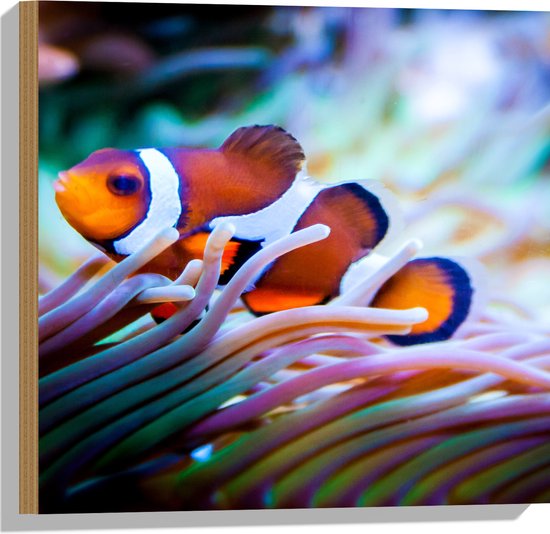 WallClassics - Hout - Clownvis in een Aquarium - 50x50 cm - 9 mm dik - Foto op Hout (Met Ophangsysteem)