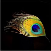 WallClassics - Poster (Matte) - Plume de Paon sur Fond Noir - Photo 50x50 cm sur Papier Poster à l'Aspect Mat