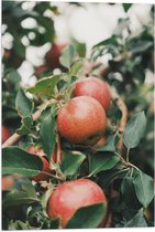 WallClassics - Vlag - Appels in de Boom - 40x60 cm Foto op Polyester Vlag