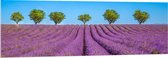 Acrylglas - Lavendel Bloemenveld met Rij Groene Bomen - 150x50 cm Foto op Acrylglas (Met Ophangsysteem)