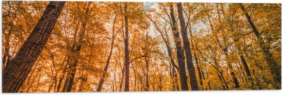 Vlag - Bos met Hoge Bomen in Herfstkleuren - 90x30 cm Foto op Polyester Vlag